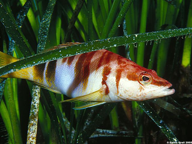 Serranus scriba